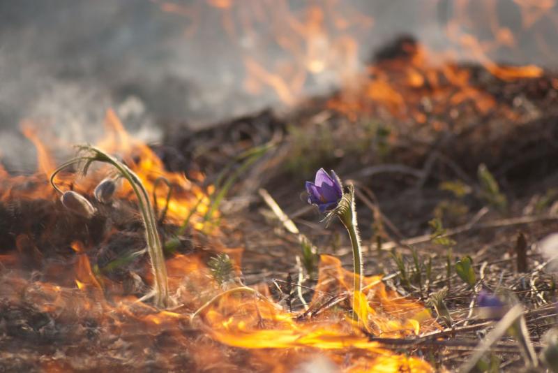 Шпана посёлка Курсакова начала массовые поджоги травы в Ядроминском округе!л