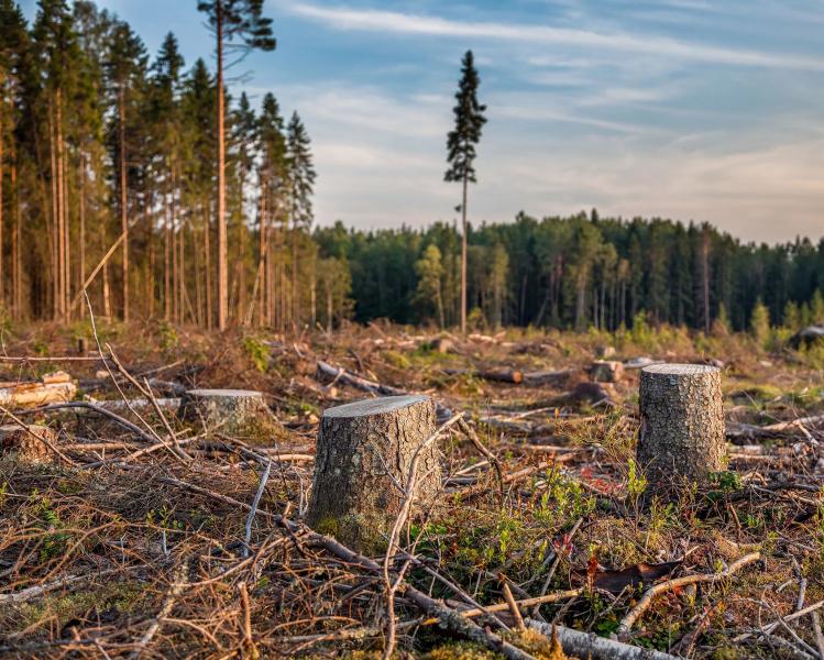 По решению Ядроминской администрации проводится массовая вырубка лесов!
