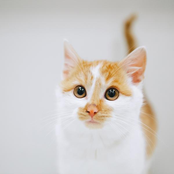Благотворительный фонд «Ника» запустил БЕСПЛАТНЫЙ онлайн-курс лекций для владельцев кошек «Кошачий дом»!