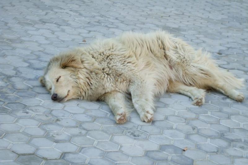 «Зло срывают на несчастных животных»: жители Новосибирска проголосовали в опросе об эвтаназии бездомных собак