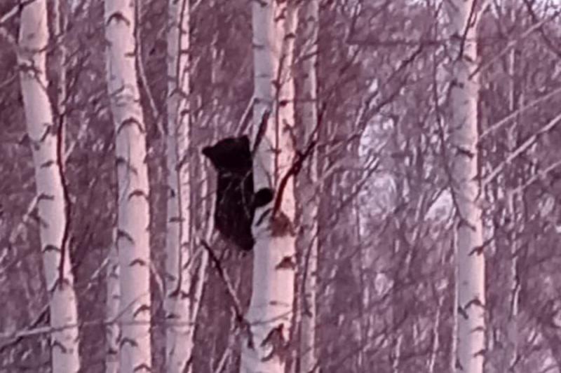 Сотрудники Минприроды сняли с дерева медвежонка в Новосибирской области