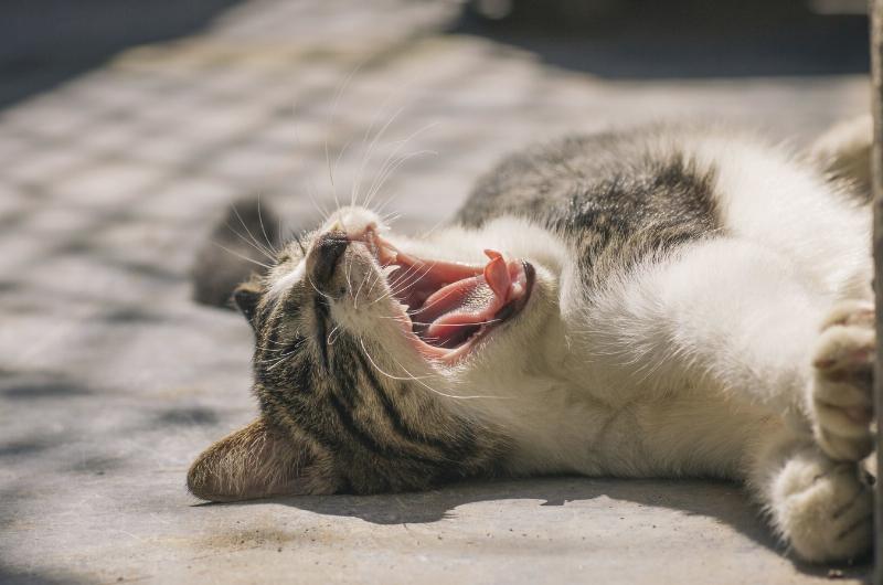 Исследователи назвали бактерии, вызывающие у кошек пародонтит