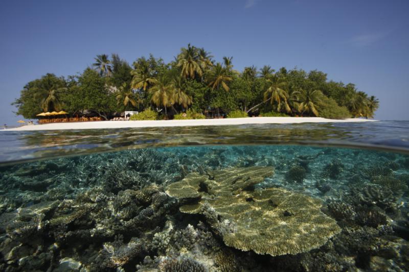 Домашний риф Dhawa Ihuru признан одним из лучших на Мальдивах
