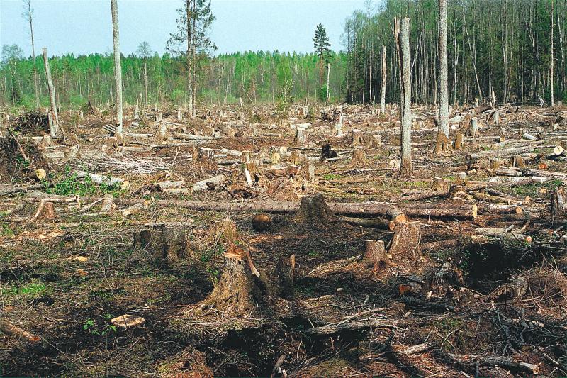 Жители   требуют   уголовного  дела  за  выруб   сотен  гектаров  леса!